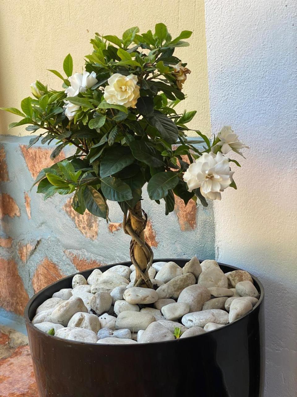 Olive Tree Apartment Saranda Extérieur photo