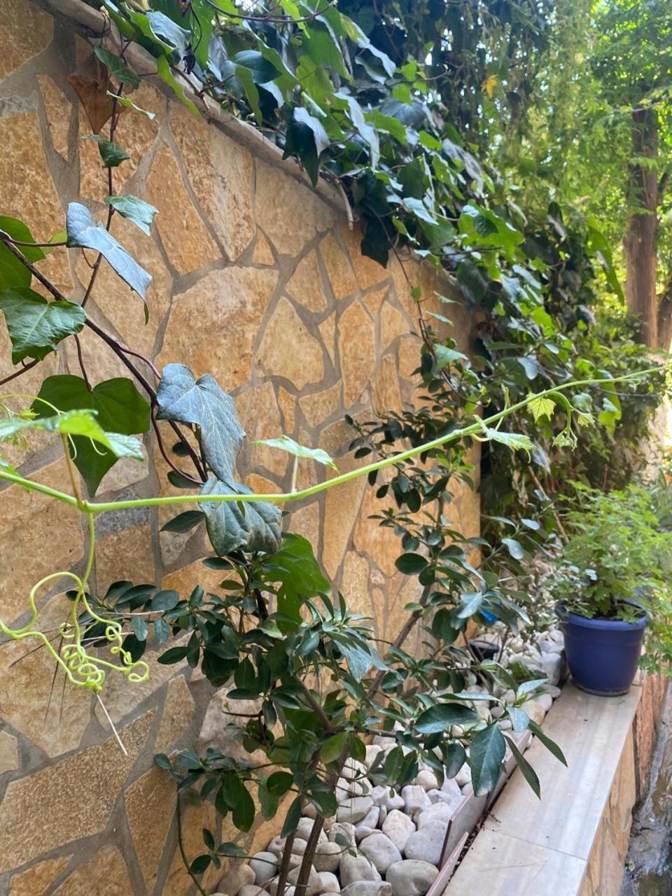 Olive Tree Apartment Saranda Extérieur photo